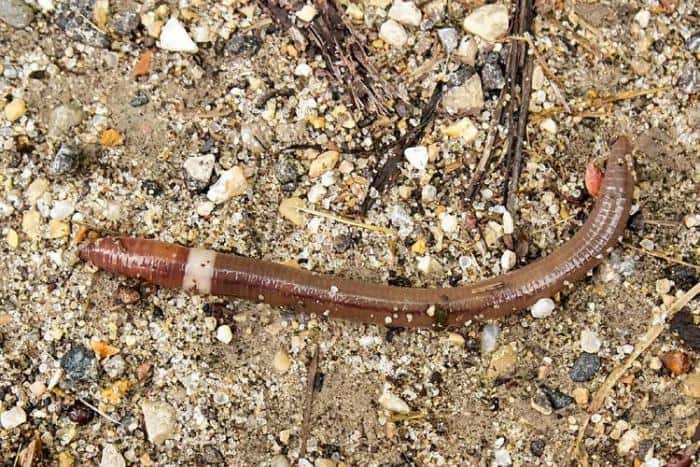 Alabama Jumper Worms and Georgia Jumper Worms