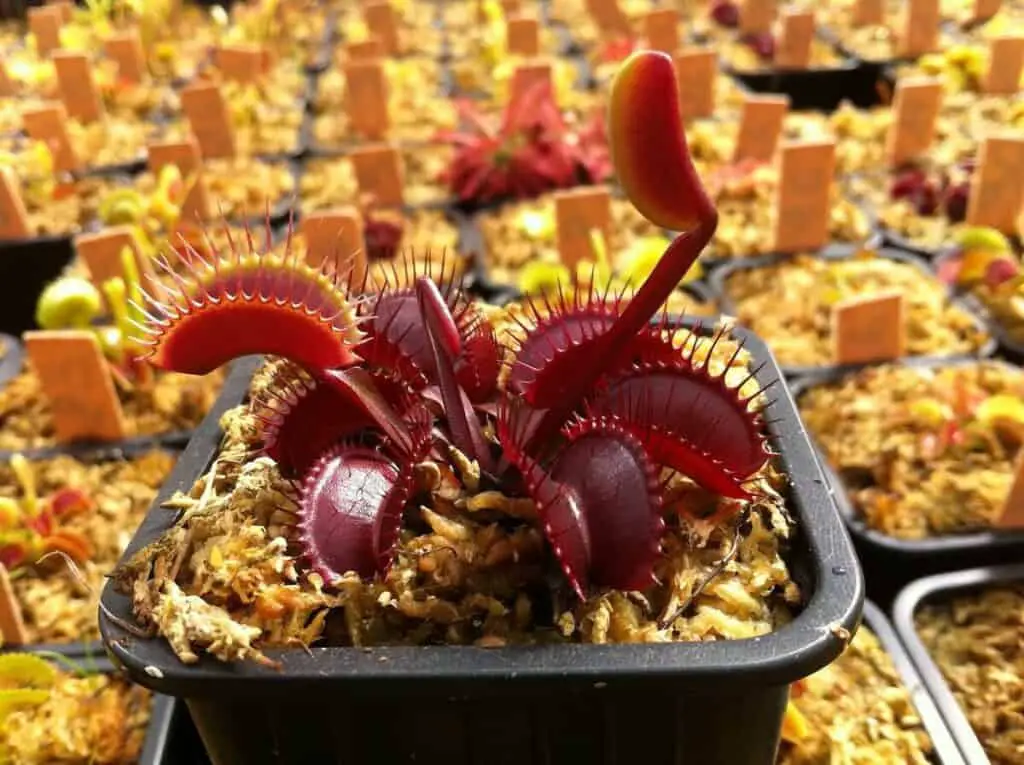 All Red Venus Flytrap - Dionaea muscipula