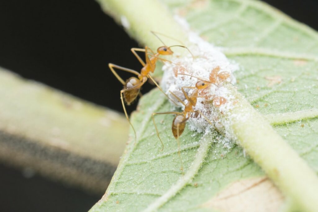 Ants and Aphids on Plant