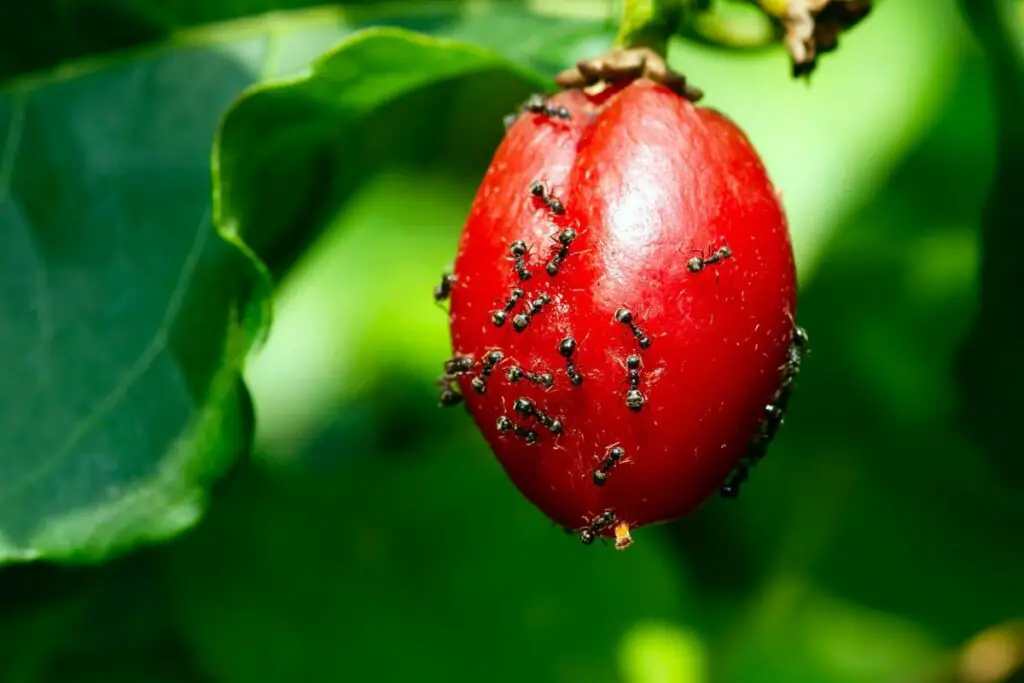 Ants Climbing on Cherry Tomato