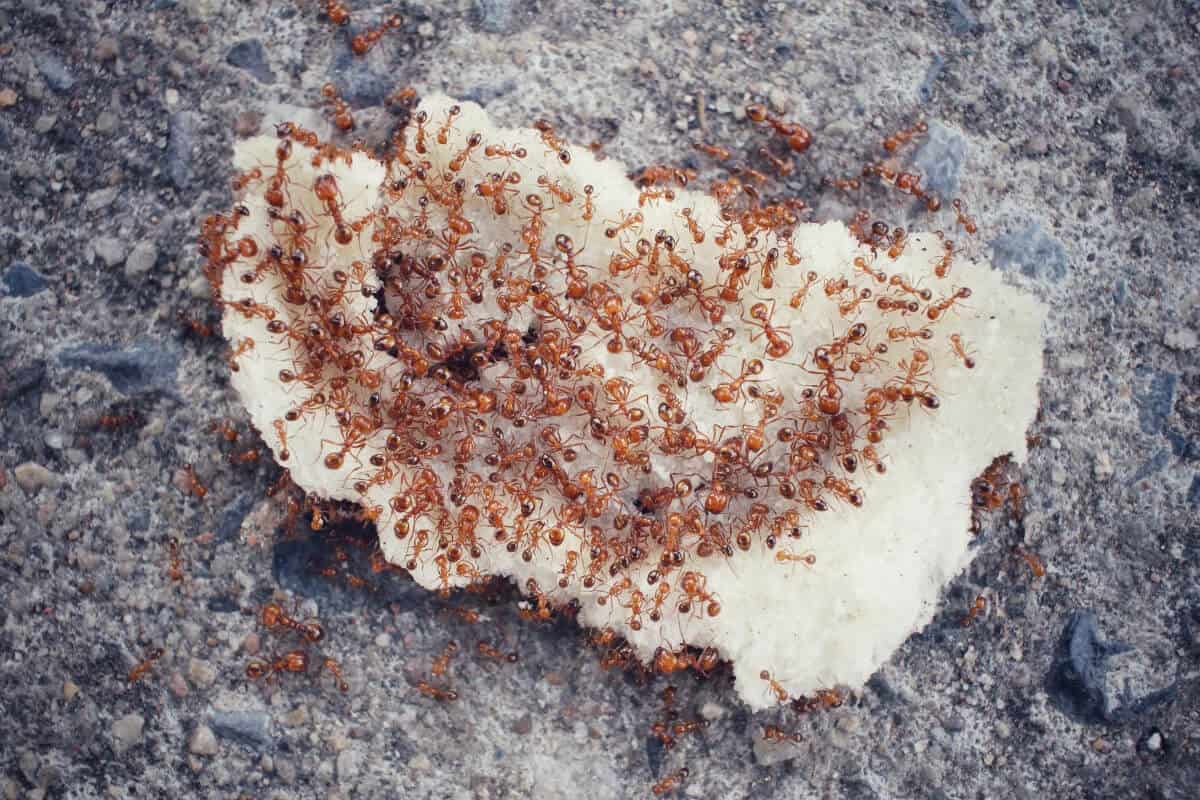 Ants Eating Seeds of Pepper Plants