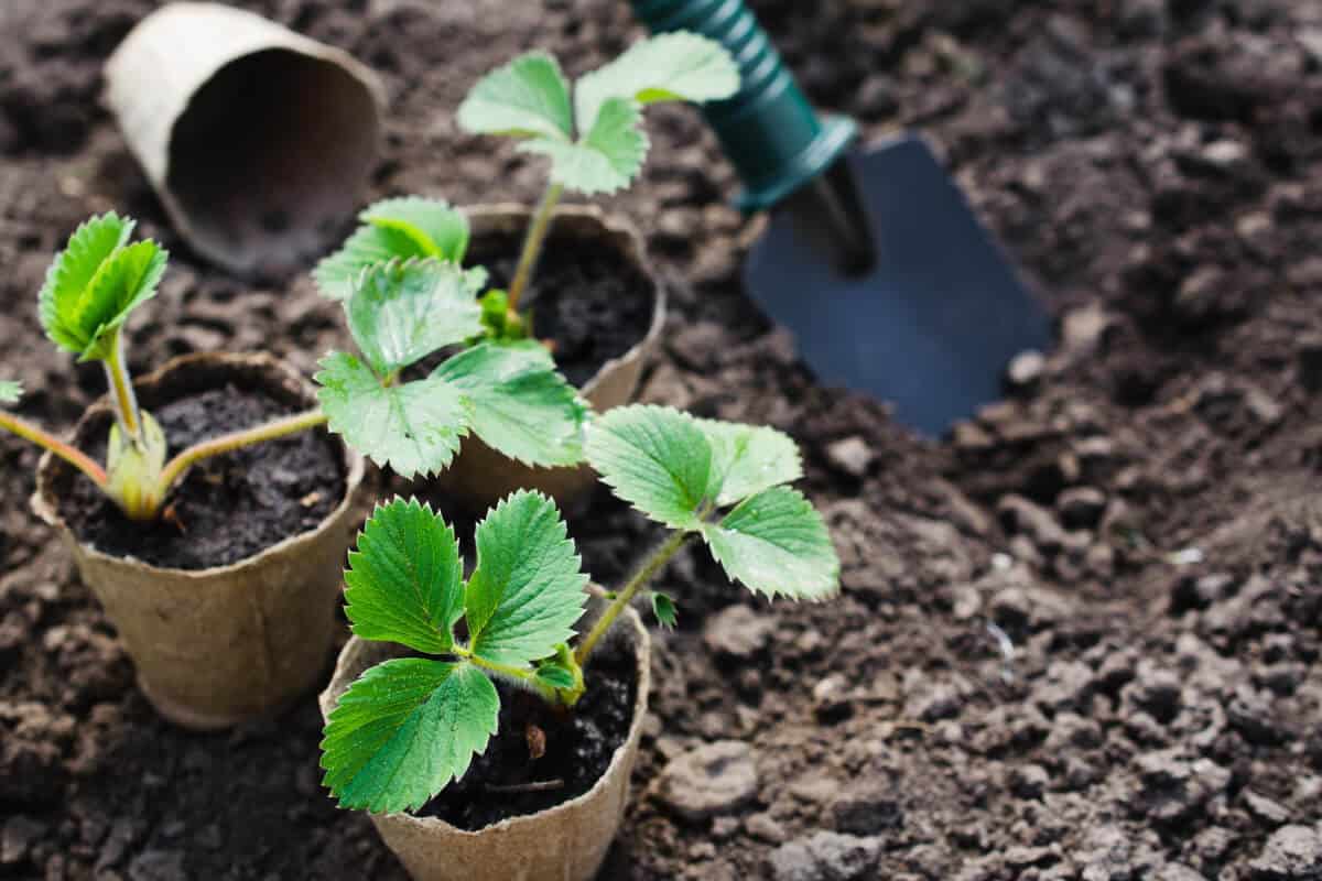 Ants Eat Strawberry Sprouts