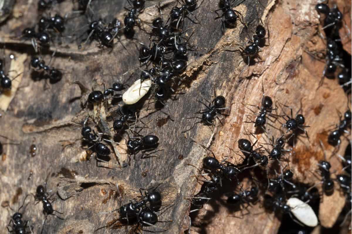 Ants Farming Aphids on Pepper Plants