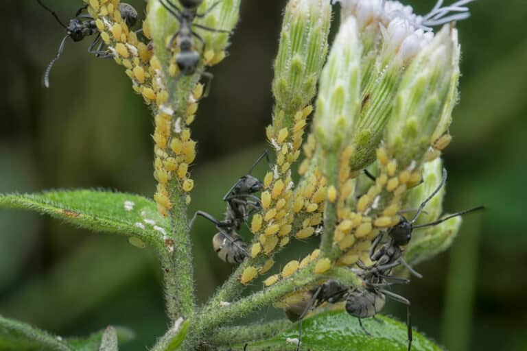 Are Ants On Strawberry Plants Bad How To Keep Them Off Smart Garden   Ants Farm Aphids Strawberry Plants Problem 768x512 