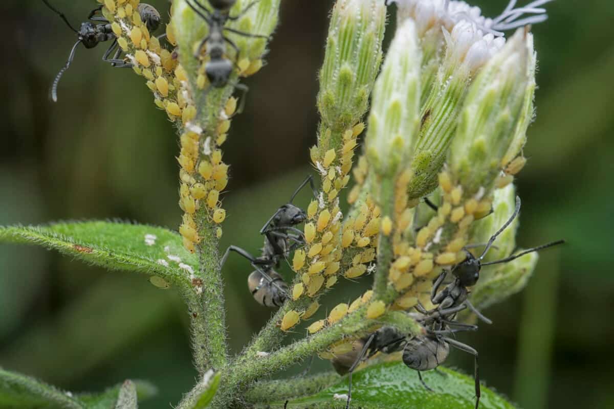 Ants Farm Aphids on Strawberry Plants