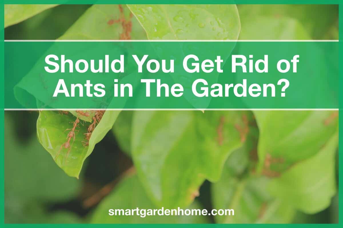 Ants in the Garden: Should You Get Rid of Them?