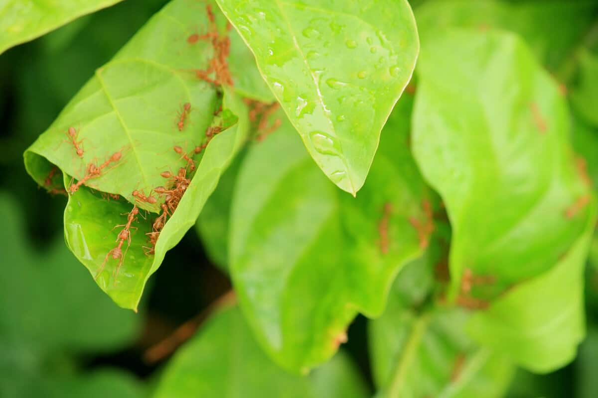 Ants in the Garden Climbing Plant Leaves