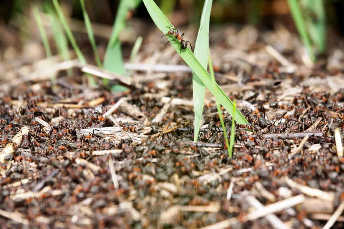 Ants in Raised Garden Beds Close Up