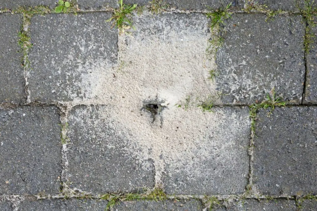 Ants Nest between Walkway Stones