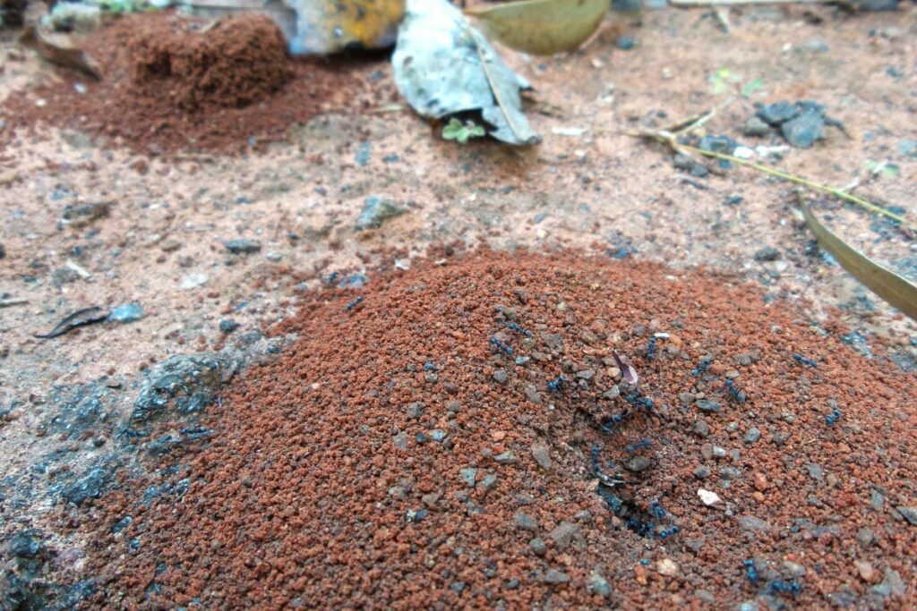 Ants Nest in Garden