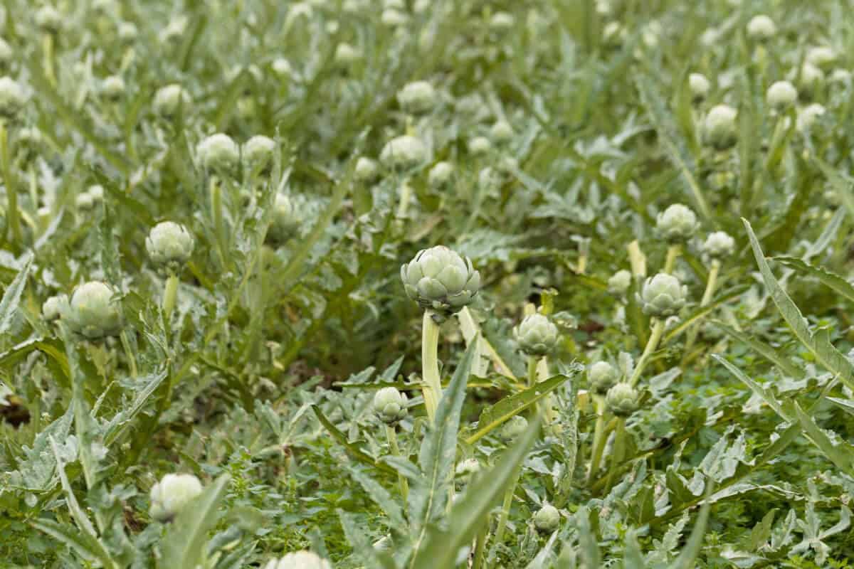 Ants on Artichoke Plants