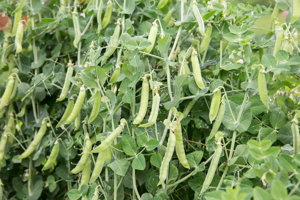 Ants on Bean Plants