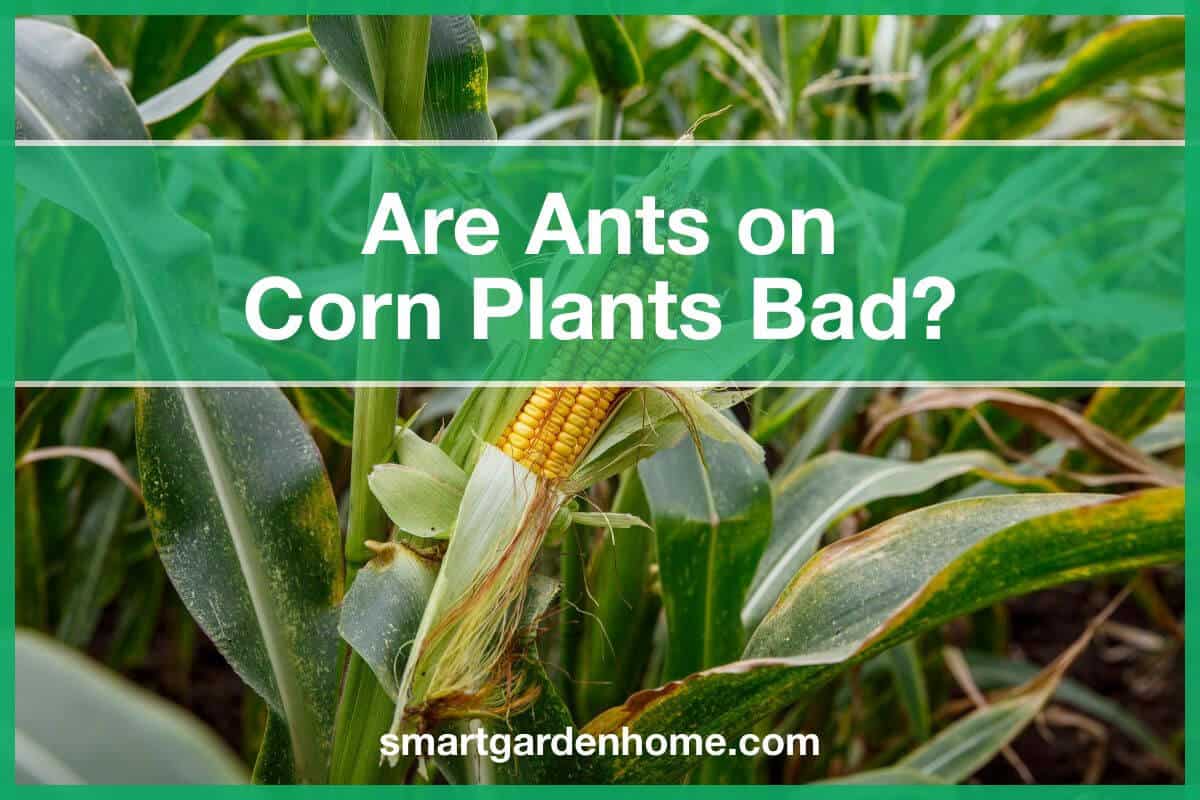 Are Ants On Corn Plants Bad How To Keep Them Off Smart Garden And Home   Ants On Corn Plants Featured 