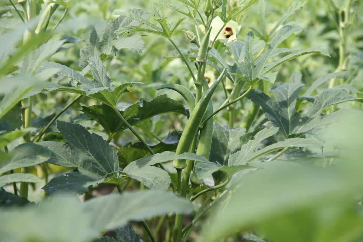 Ants on Okra Plants