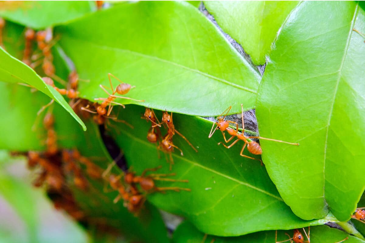 Ants on Pepper Plants
