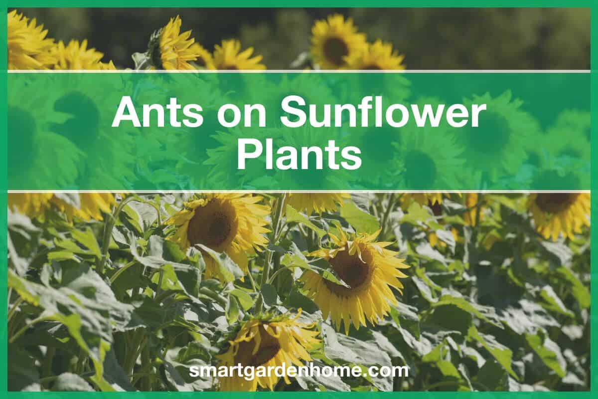 Ants on Sunflower Plants