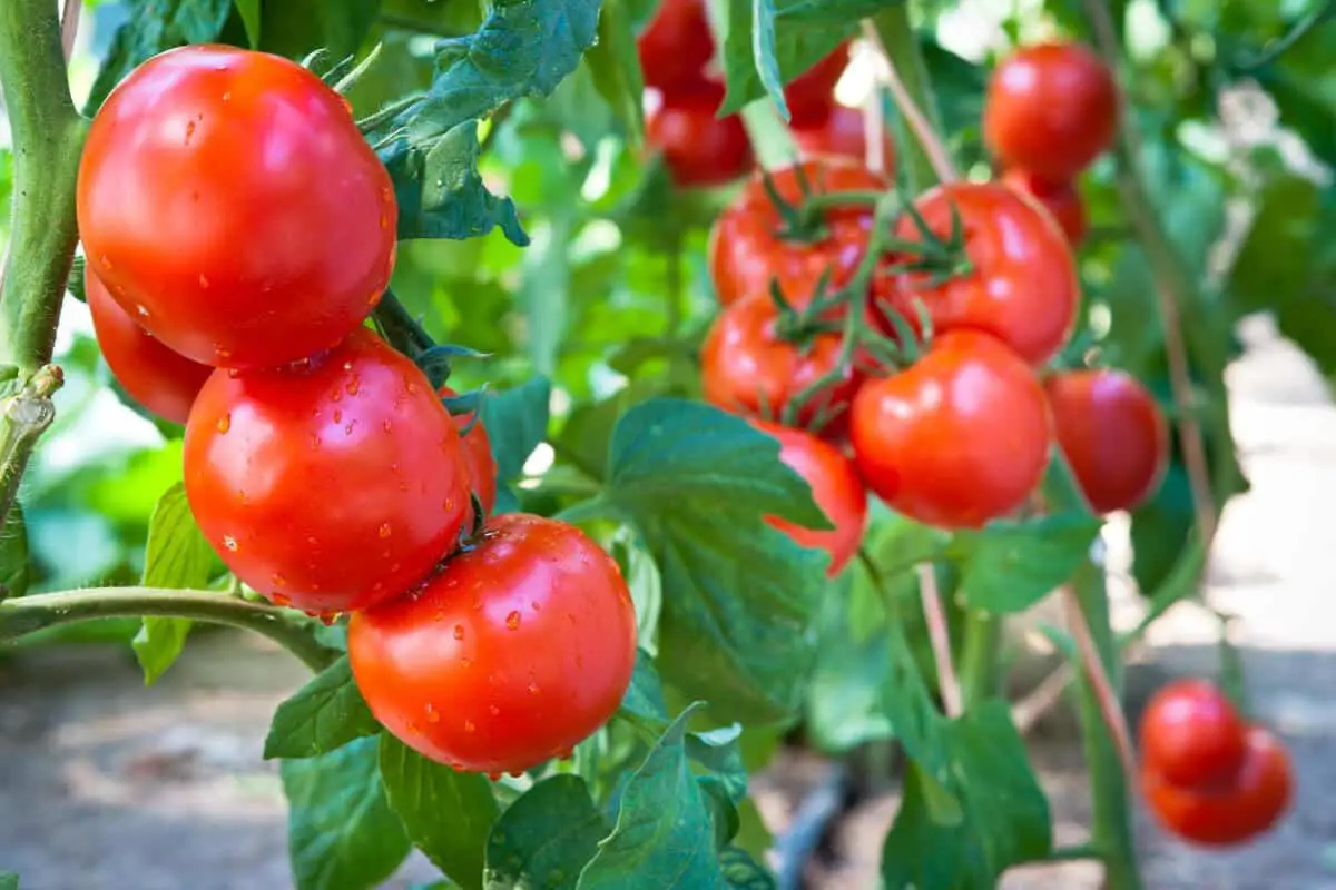 Are Ants on Tomato Plants a Problem