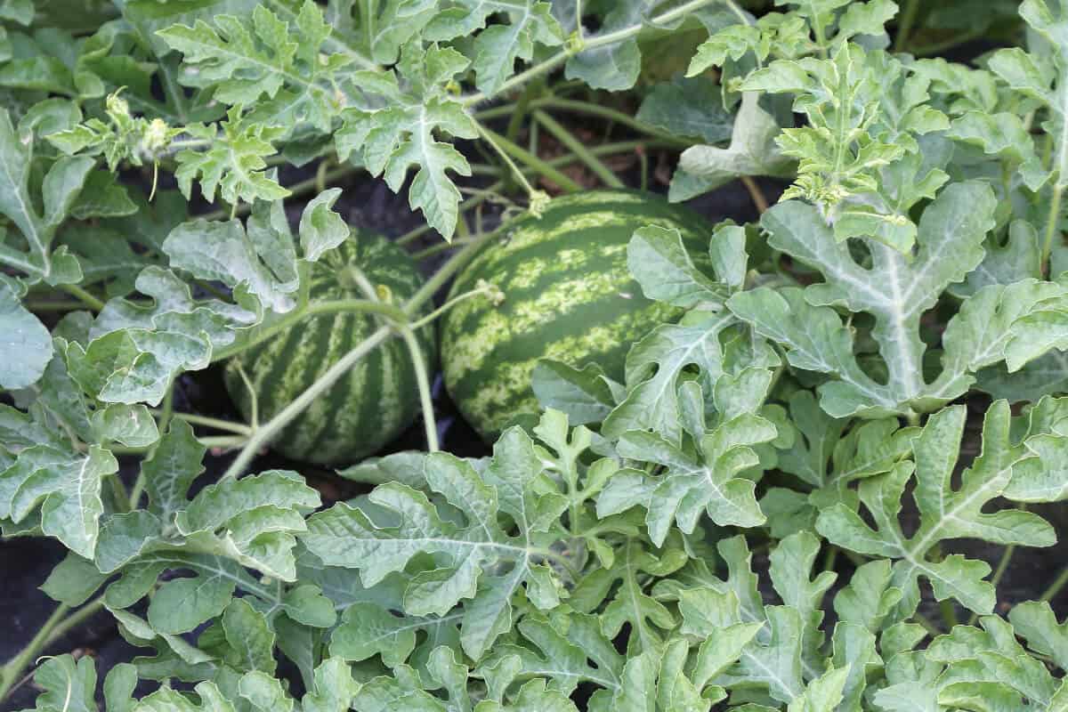 Ants on Watermelon Plants