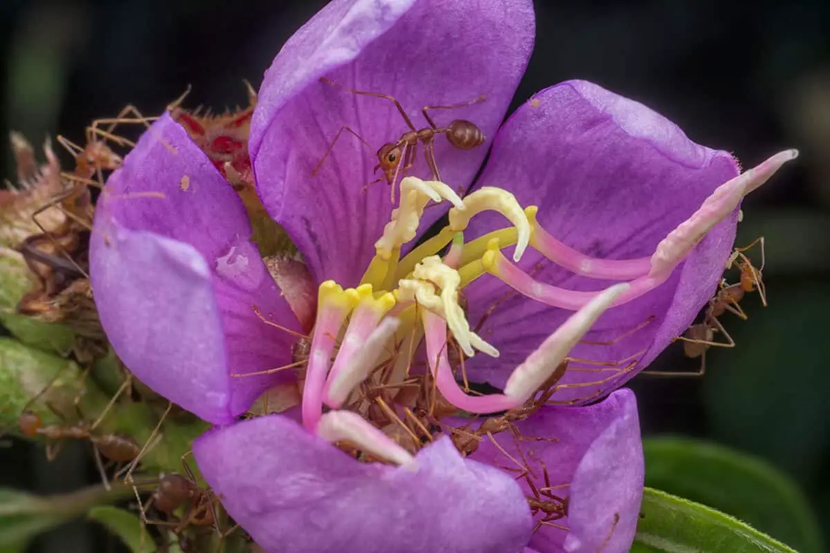Ants Aid in Pollination
