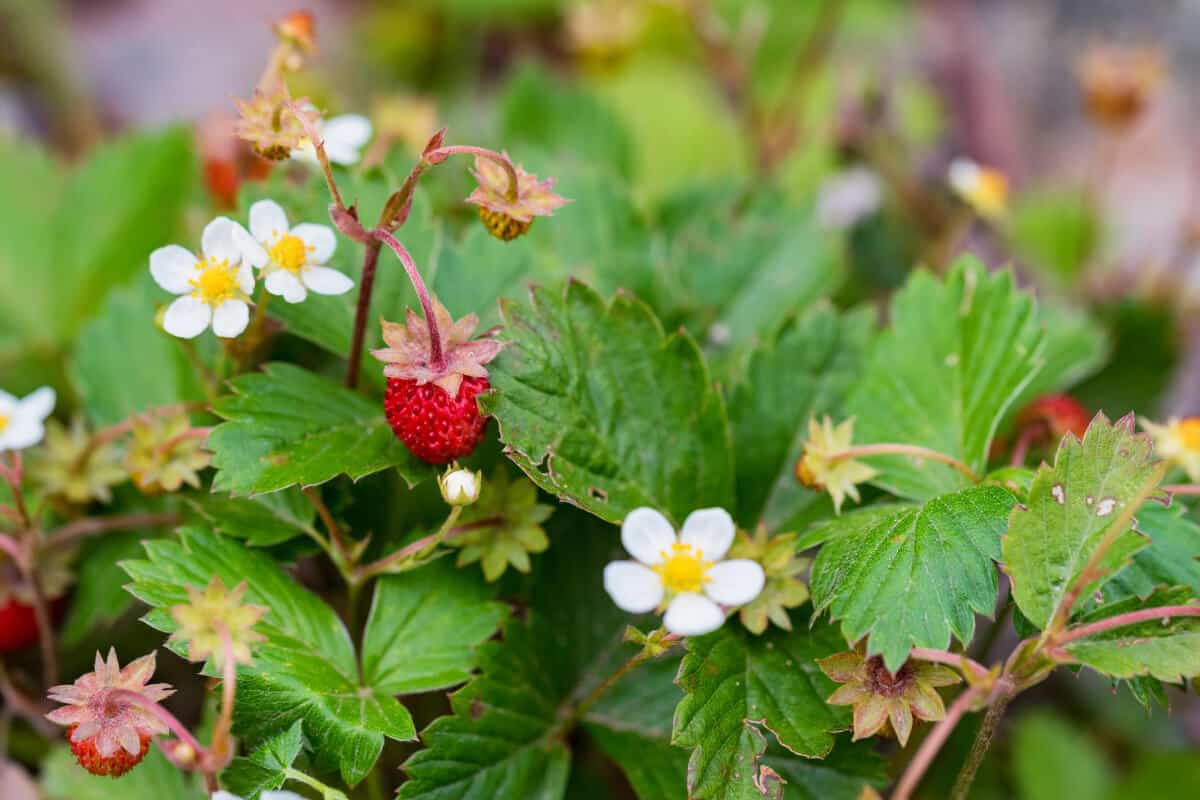 Are Ants On Strawberry Plants Bad How To Keep Them Off Smart Garden   Ants Pollinate Ants Help Strawberry Plants 