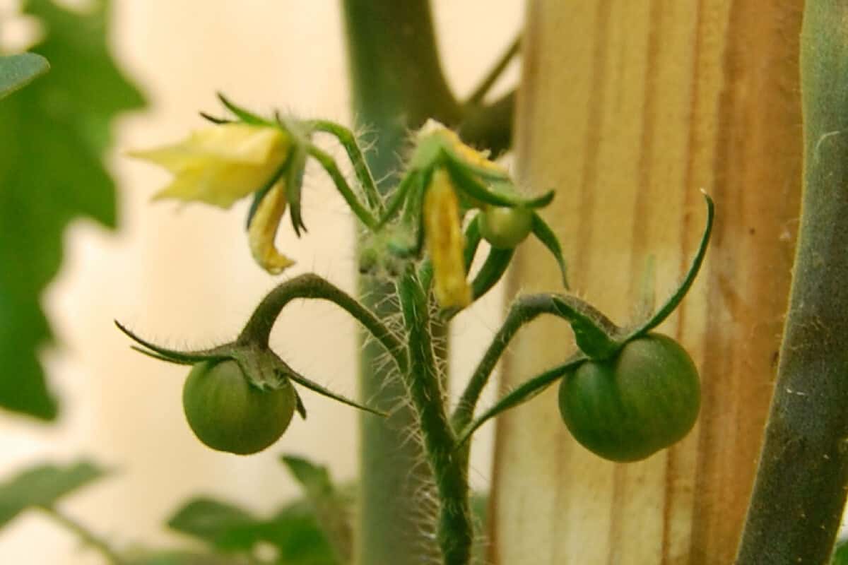 Ants Help Tomato Plants Pollinate