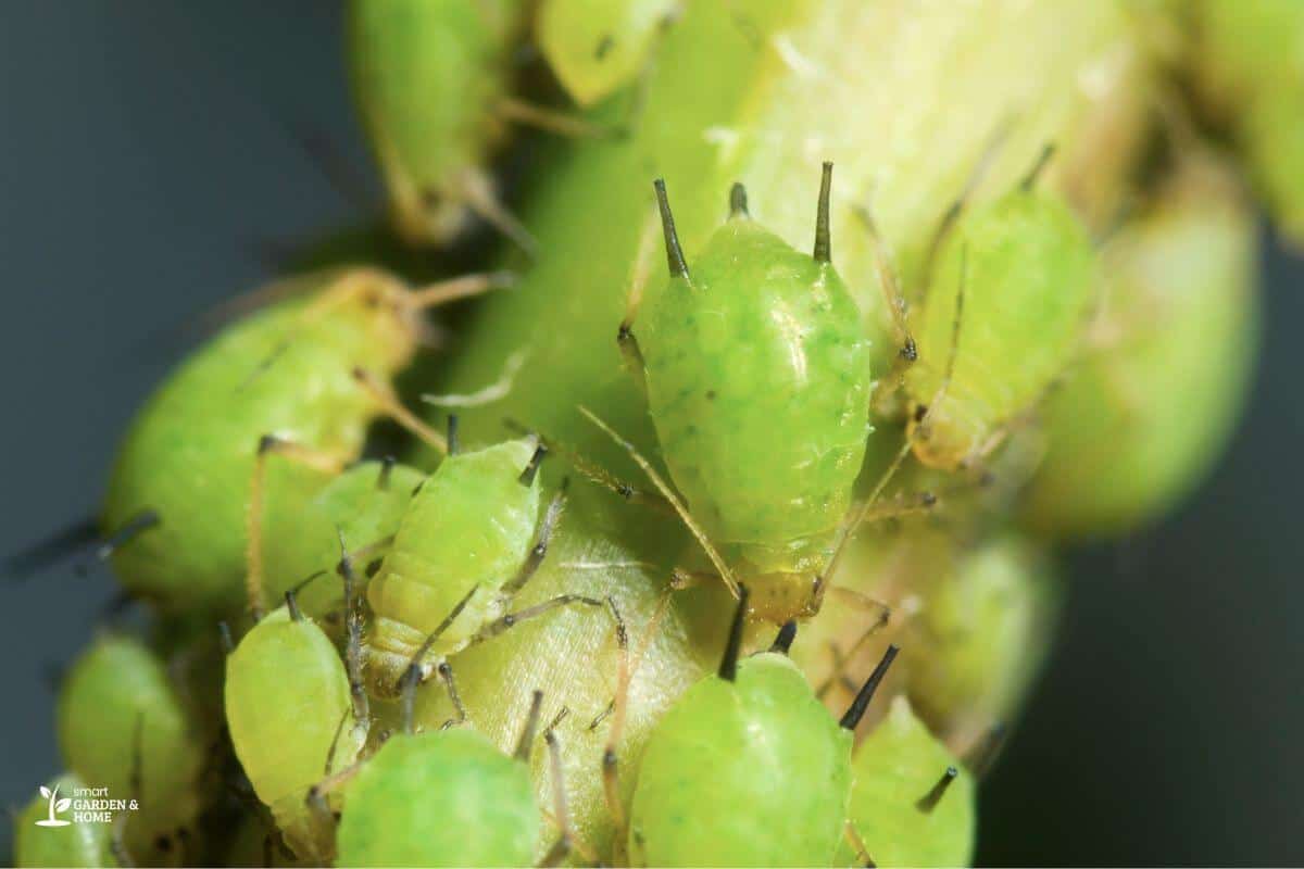 Aphids on Green Stem
