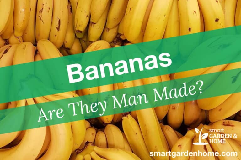 Are Bananas Man Made?