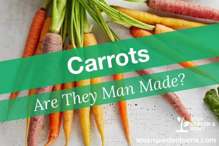 Are Carrots Man Made?