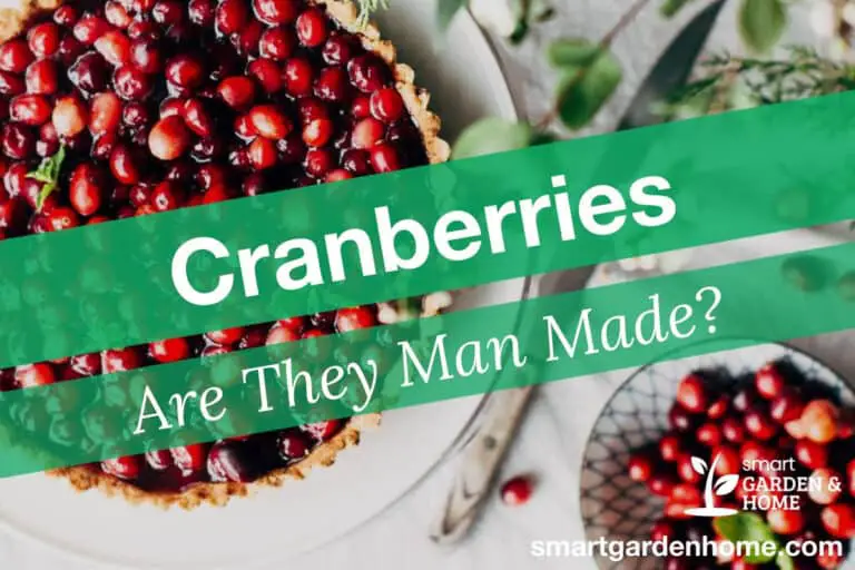 Are Cranberries Man Made?