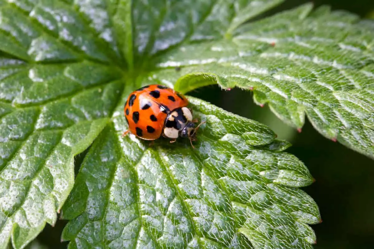 Are Ladybugs Good for Houseplants