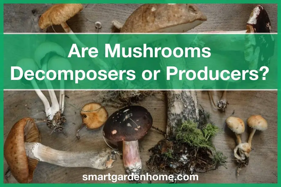 Are Mushrooms Decomposers or Producers?