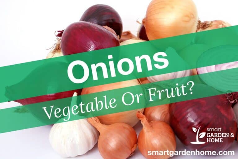Are Onions Vegetables or Fruit