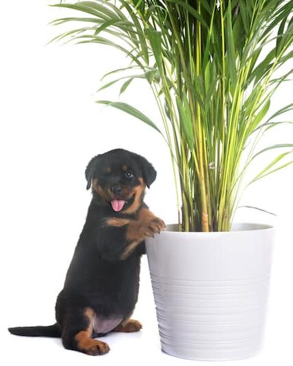Are Plants Toxic to Dogs?