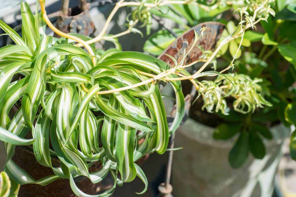 Are Spider Plants Hallucinogenic to Cats?