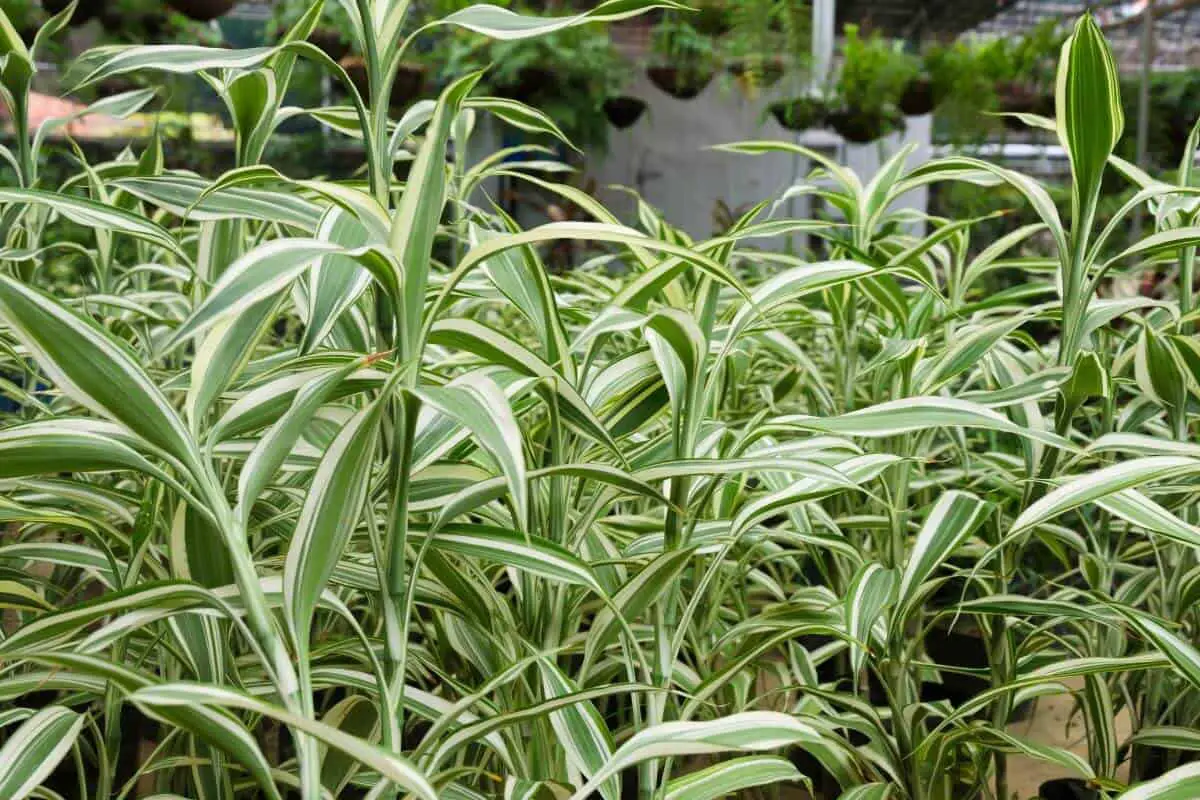 Are Spider Plants Poisonous to Cats?