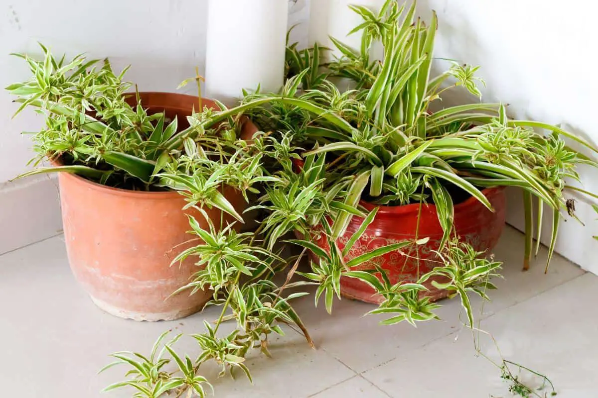 Are Spider Plants Poisonous to Dogs?