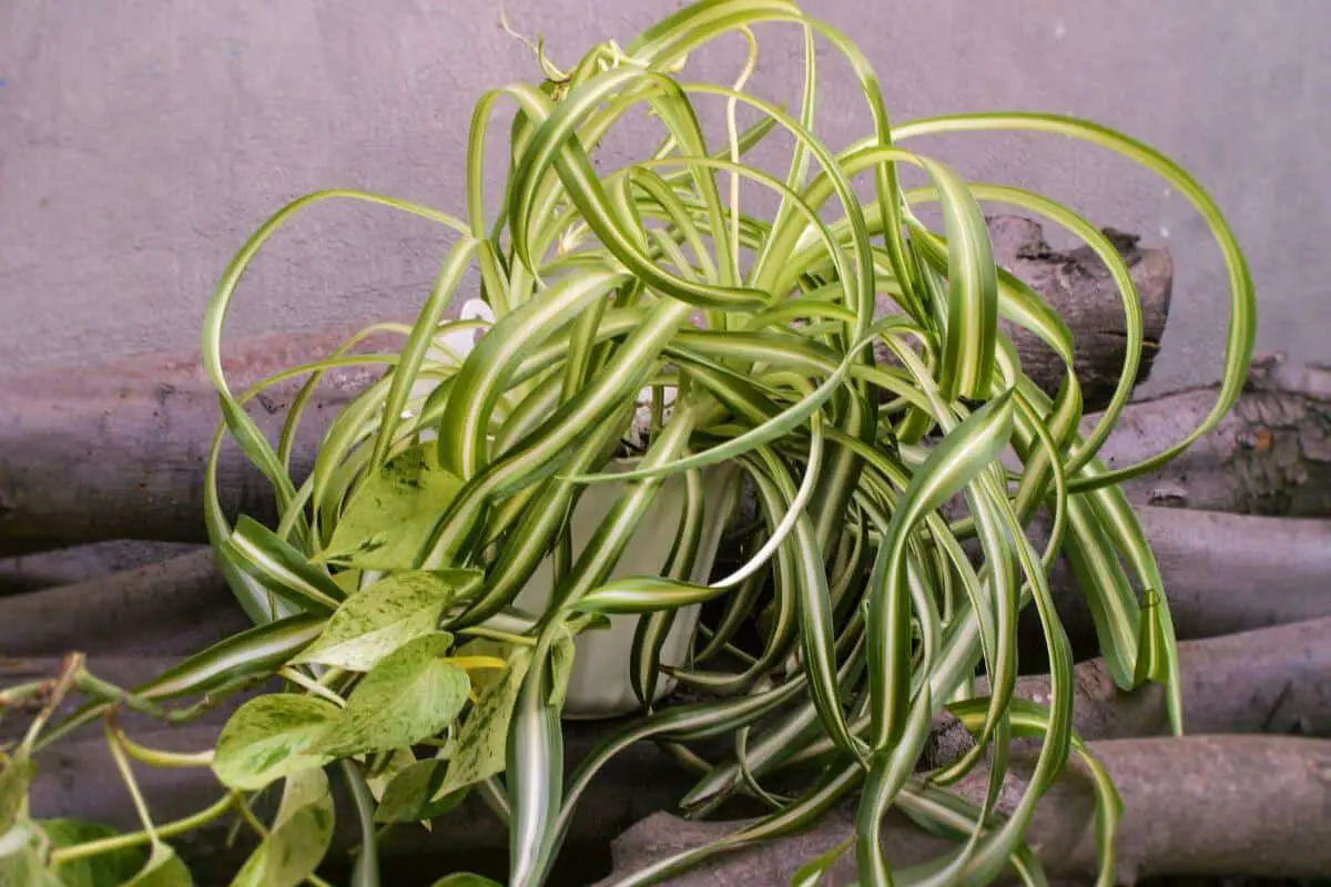 Are Spider Plants Poisonous to Rats and Mice?