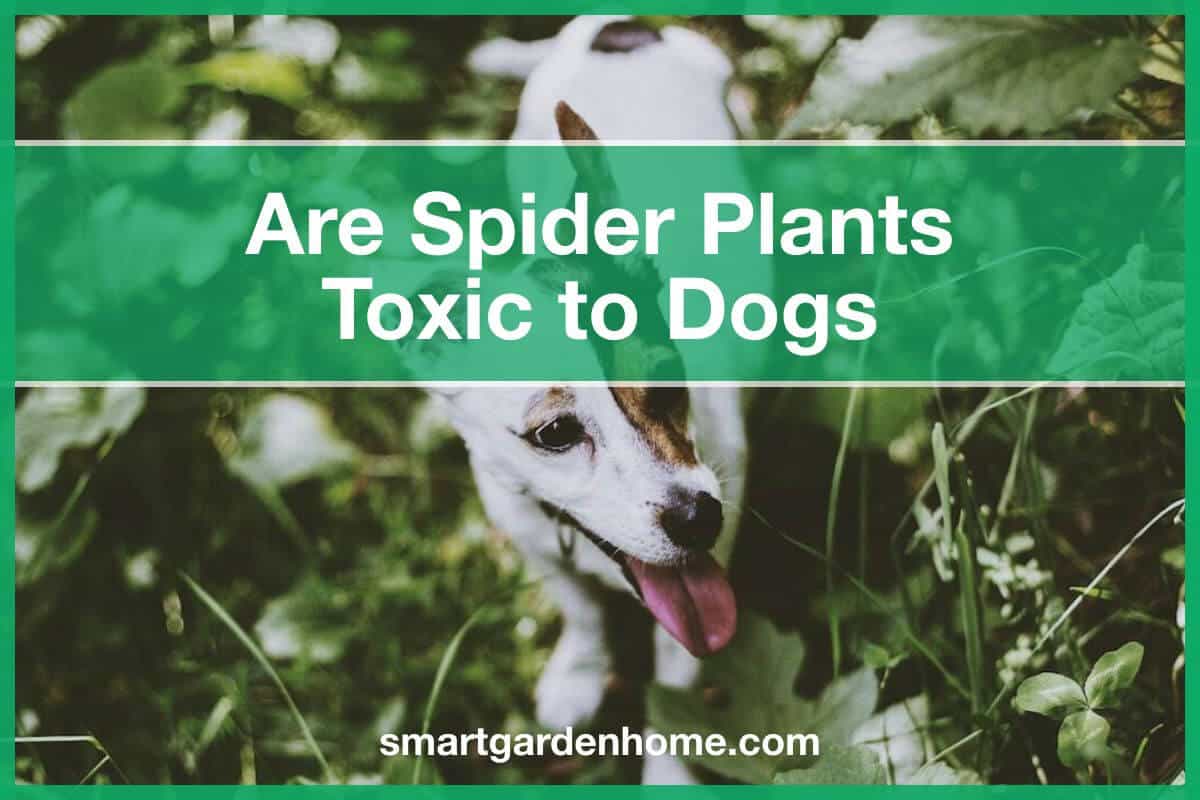 Are Spider Plants Toxic To Dogs? Are They Deadly? Smart Garden And Home