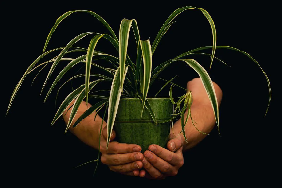 Are Spider Plants Toxic to Humans?