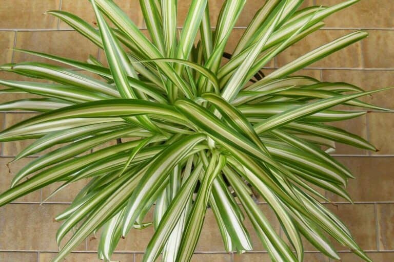 Are Spider Plants Toxic to Rabbits? Are They Deadly? - Smart Garden and ...