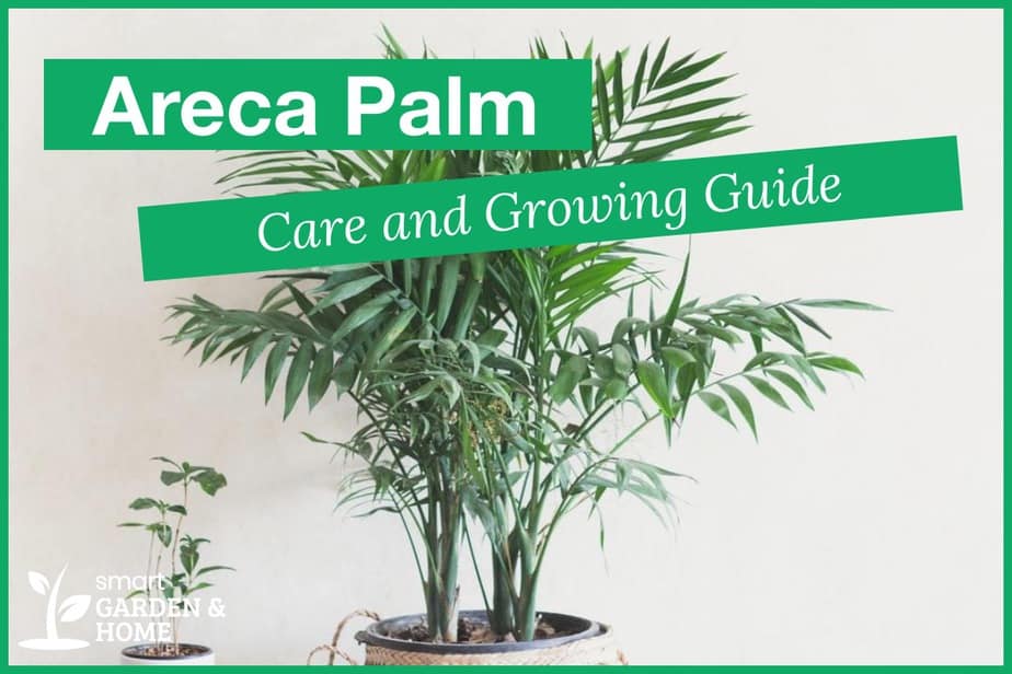 Areca Palm Plant Care And Growing Guide - Smart Garden And Home