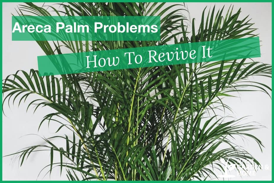 Areca Palm Problems And How To Revive It - Smart Garden And Home