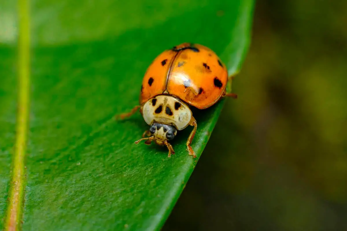 Asian Beetle vs Ladybugs