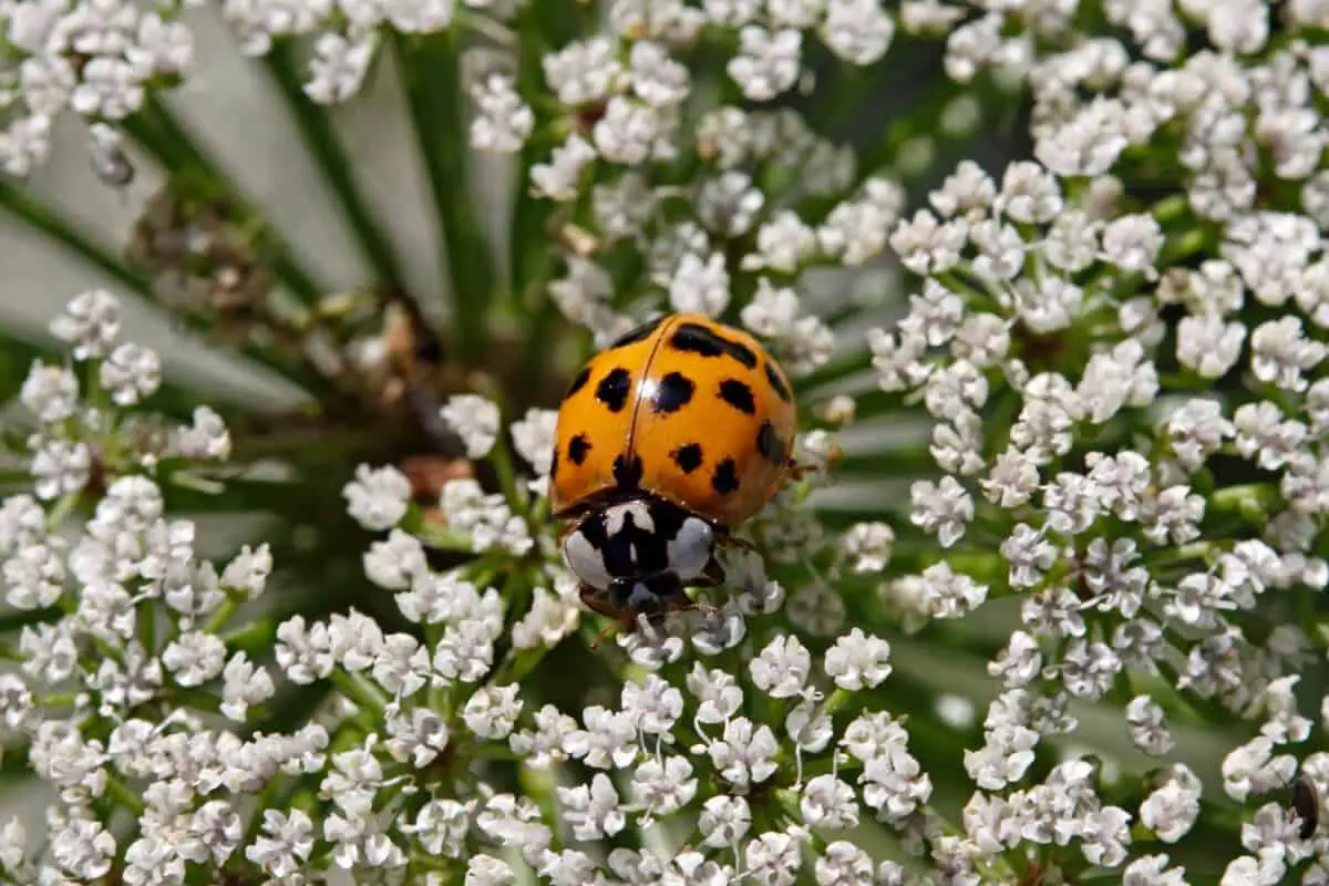 Asian Beetles and Ladybugs Good for the Garden