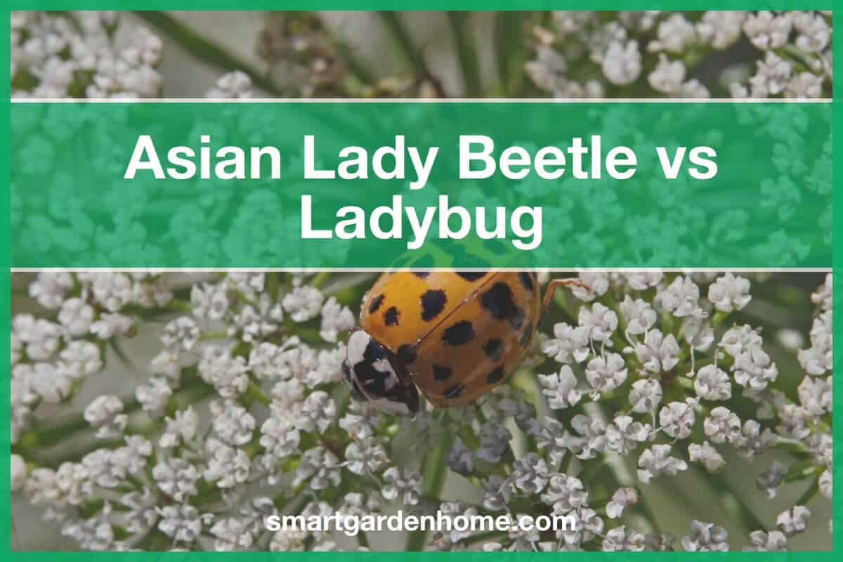 asian-lady-beetle-vs-ladybug-what-s-the-difference-smart-garden-and