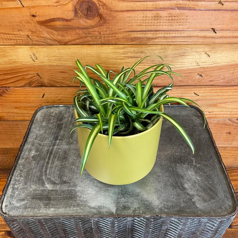 A vibrant atlantic spider plant with long, arching green leaves featuring light yellow stripes, sits in a lime green pot placed on a rustic metal stool against a wooden wall background.