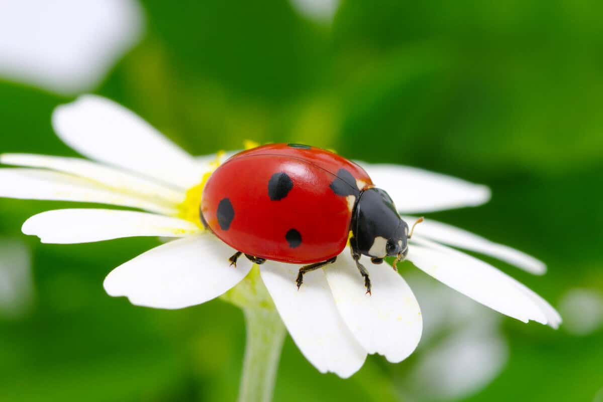 Attract Ladybugs to Garden