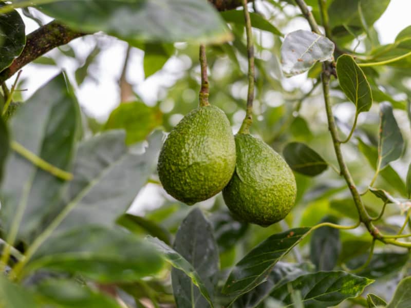 Avocados Hanging on an Avocado Tree