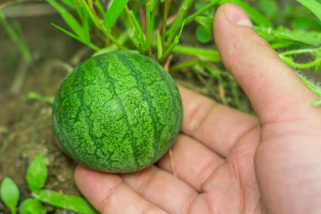 Baby Watermelon