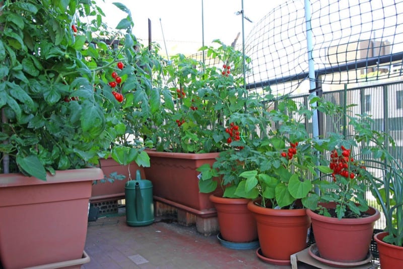 Balcony Vegetable Garden